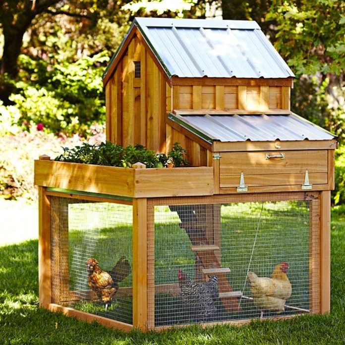 Building A Cheap Urban Chicken Coop Country Green Living 3903